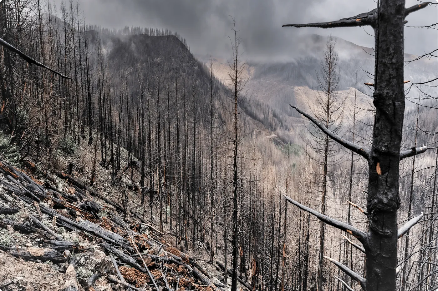 MAST REFORESTATION 원문 대표 이미지